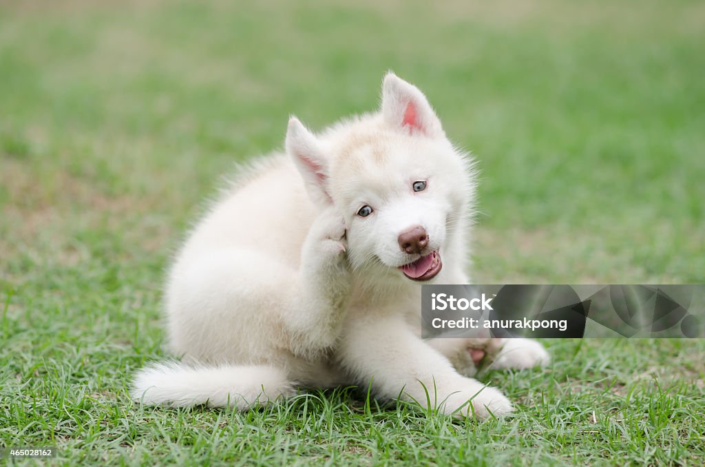 Süße Sibirischer husky Hund kratzen - Lizenzfrei Hund Stock-Foto