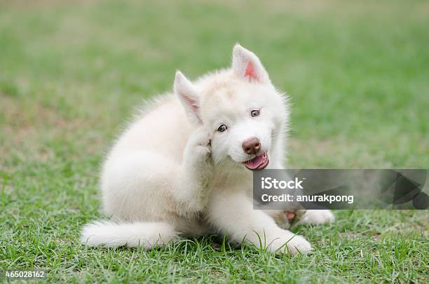 Süße Sibirischer Husky Hund Kratzen Stockfoto und mehr Bilder von Hund - Hund, Kratzen, Welpe