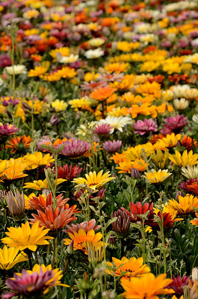 istock Mixed color gazania 465028238