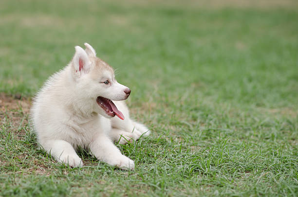istock Cute siberian husky on green grass 465028288