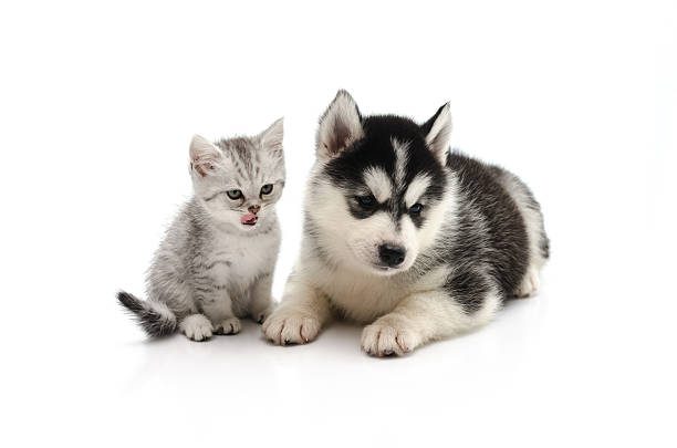 istock Cute Kitten and puppy on white background 465028292