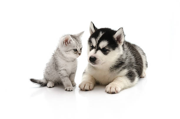 istock Cute Kitten and puppy on white background 465028294