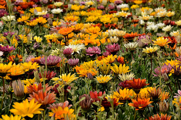 istock Mixed color gazania 465028374
