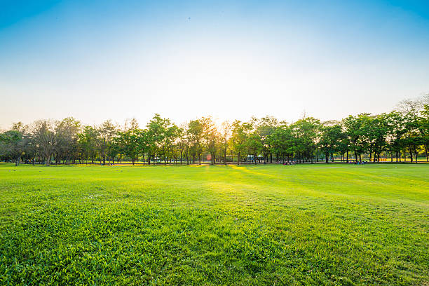 istock Beautiful meadow with tree in the park 465028464