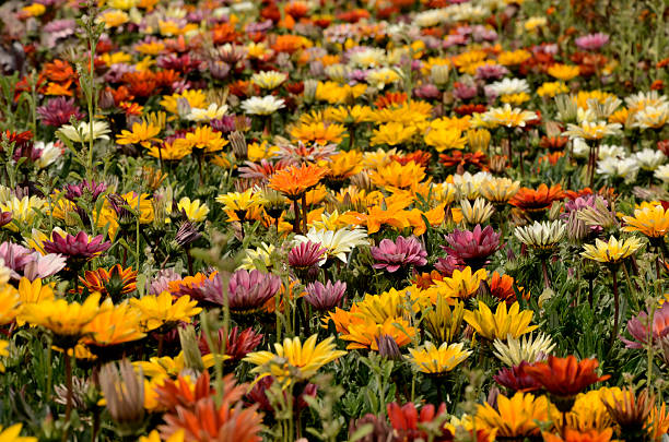 istock Mixed color gazania 465028556