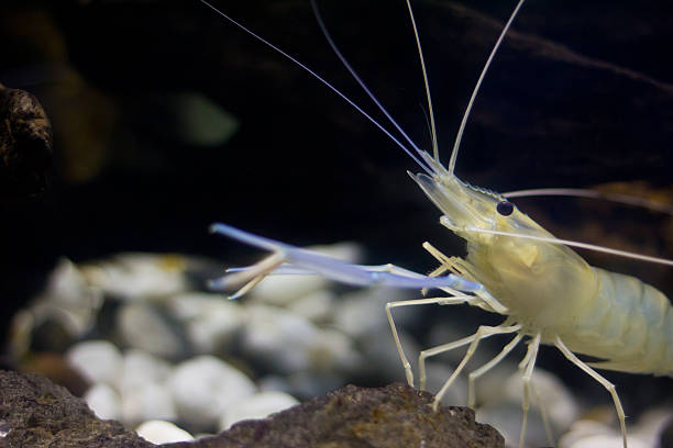 River prawn in the water stock photo
