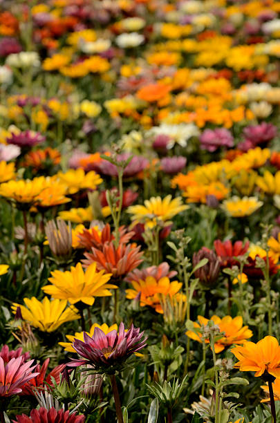 istock Mixed color gazania 465028622