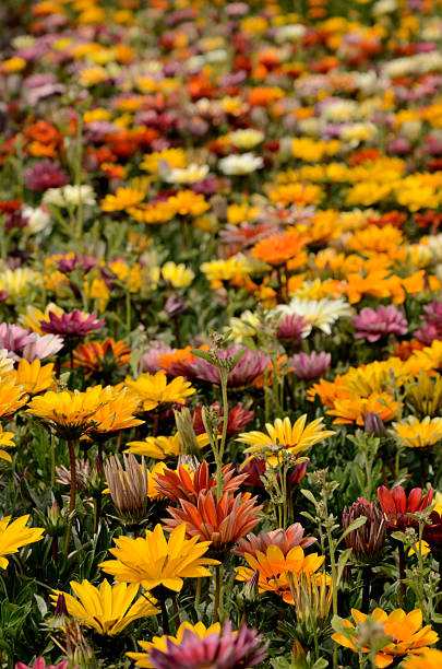 istock Mixed color gazania 465028626