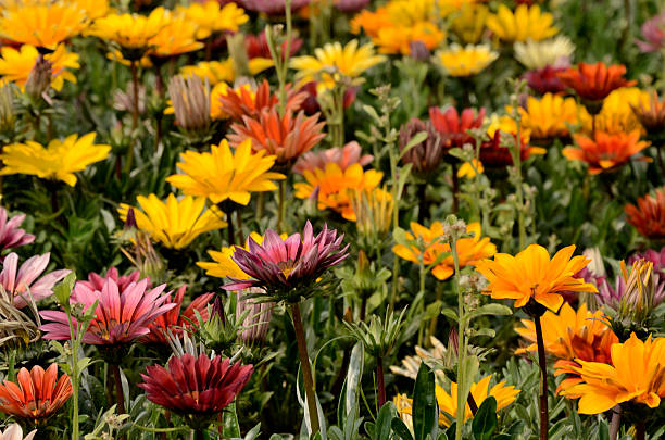 istock Mixed color gazania 465028630