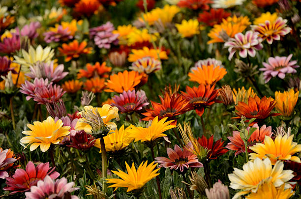 istock Mixed color gazania 465028650