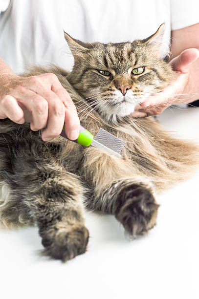istock Maine Coon Cat Grooming. 465028756