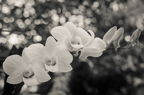 istock beautiful white orchid flower 465029132