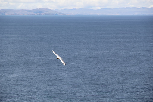 Seagull in Titicaca Lake