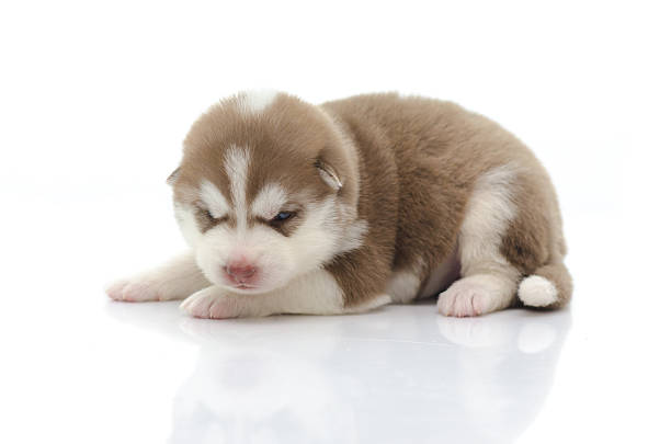 istock Cute siberian husky puppy 465029254
