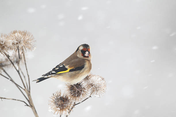 istock Goldfinch, Carduelis cardueliss 465029357