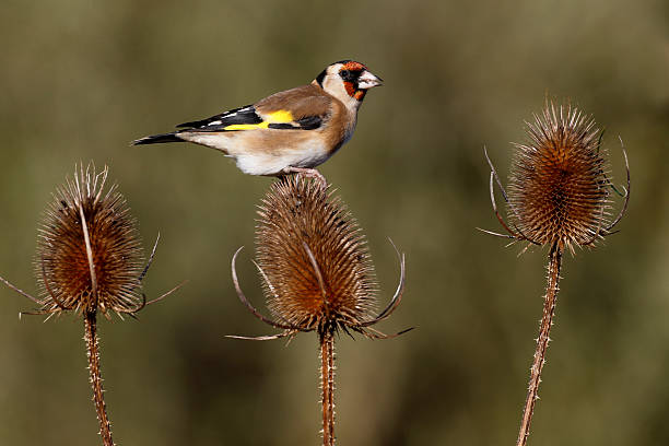 istock Goldfinch, Carduelis cardueliss 465029371