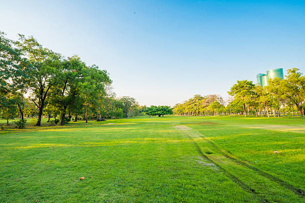istock Beautiful tree and meadow in the park 465029884