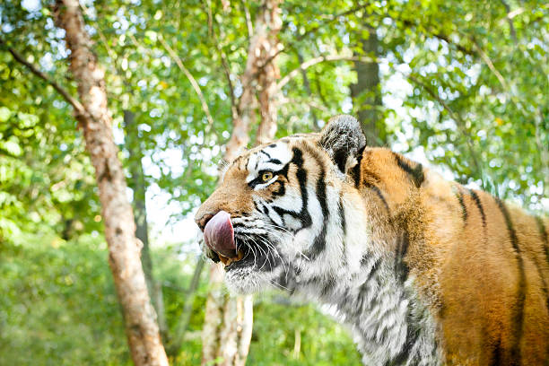 Bronx zoo tiger hi-res stock photography and images - Alamy