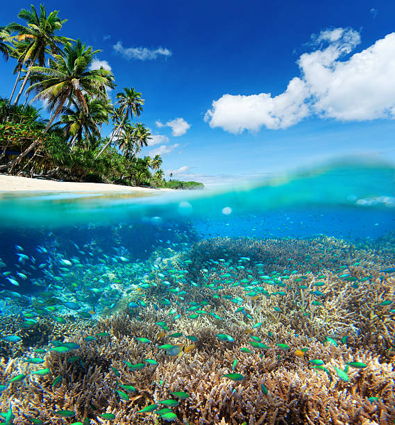istock Coral reef in tropical sea. 465031168