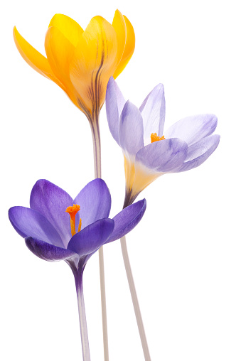Studio Shot of  Blue and Yellow Colored Crocus Flowers Isolated on White Background. Large Depth of Field (DOF). Macro.