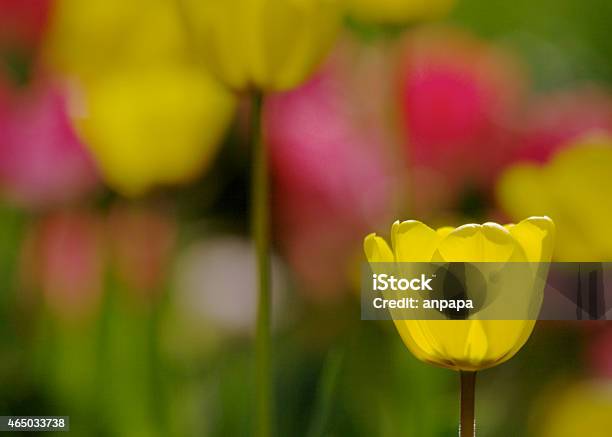 Yellow Tulip Stock Photo - Download Image Now - 2015, Beauty In Nature, Botany