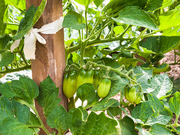 Organic Tomatoes Growing in the Garden stock photo