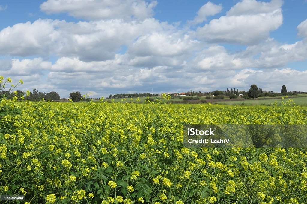 agricultural field Photo showing an agricultural field of flowering oilseed rape,also known as rape seed oil,rapa,rapaseed,brassica napus,rappi and canola,These bright yellow cabbage flower fields arrive for a few weeks each year in early spring and transform the farming landscape The rich blue sky backdrop provides copy space This photograph shows the neat trail from tractor tyres going up the hill 2015 Stock Photo