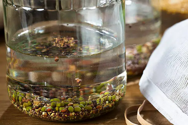 Mung beans and other beans and seeds in soaking in a sprouting jar.