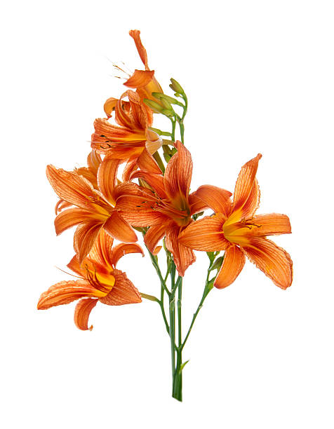 istock bouquet of lilies on a white background 465035035