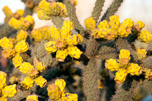 Mature yellow fruit on cane cholla, Cylindropuntia spinosior. New Mexico, USA.