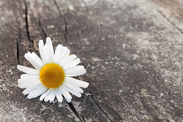 istock chamomile flower on wooden table 465035253