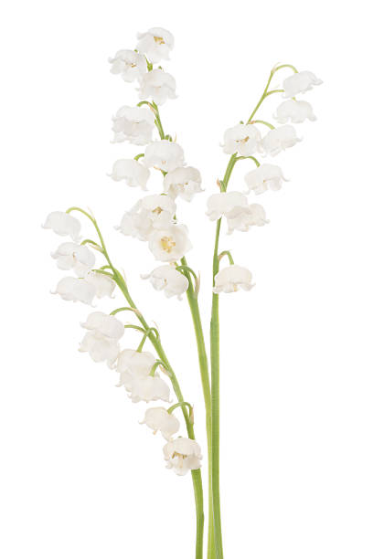 istock lily of the valley 465035480