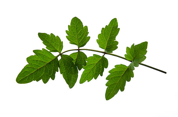 istock Close up  of green leaf 465035498