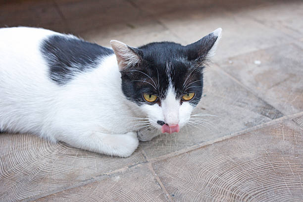 istock cat on the left licks his nose 465035766