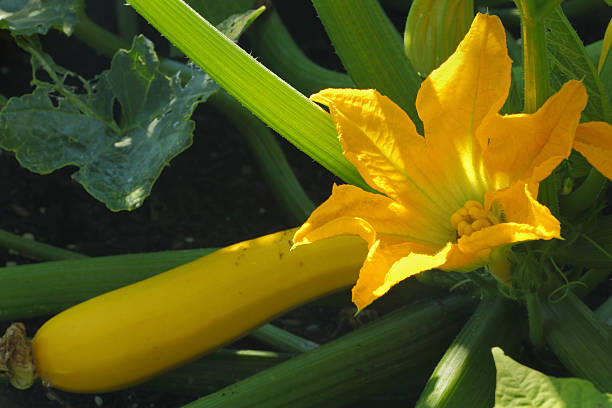 flor de calabacín - zucchini flower squash summer fotografías e imágenes de stock