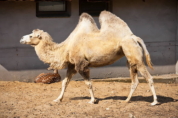 낙타 - camel back 뉴스 사진 이미지