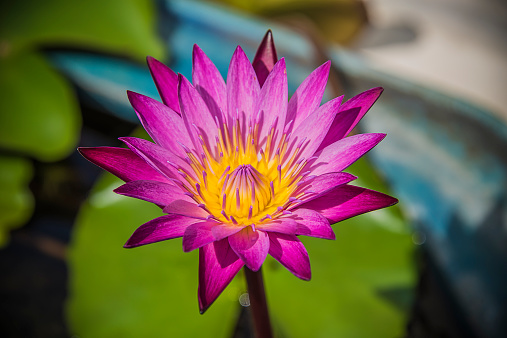 Superb purple color on lotus flower 