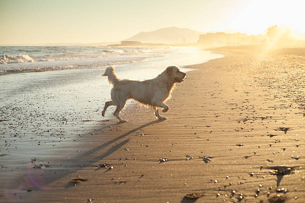 istock Golden retriever playing at a beach in Spain during sunset 465037082