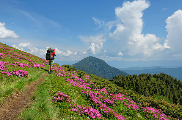 istock Trekker walking flowers field in mountain 465037330