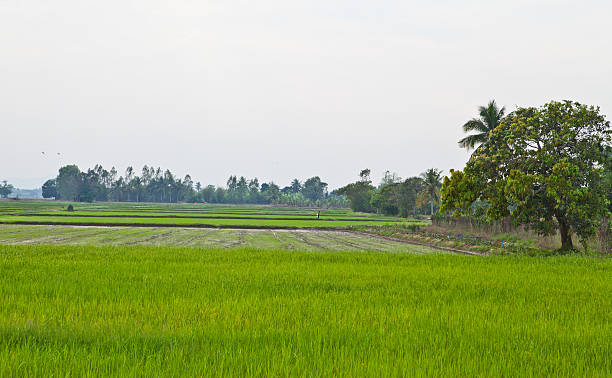istock Rice Field in Thailand 465038312