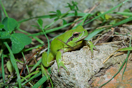 Hyla meridionalis, Mediterranean tree frog