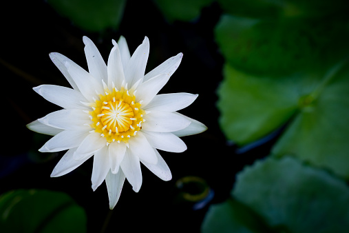 Single water lily amongst lily pads in a pond.