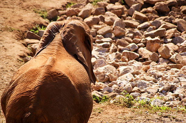Family of elephants