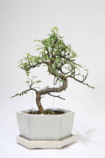bonsai stock photo