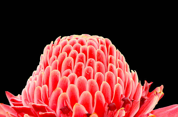 istock Etlingera elatior flowers 465039736
