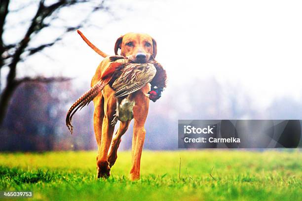 Detail Hunting Rhodesian Ridgeback Dog Phaesant Stock Photo - Download Image Now - Dog, Pheasant Meat, Animal