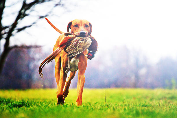 Detalhe rhodesian phaesant ridgeback Cão de Caça - foto de acervo