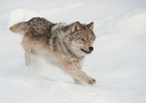 A young Gray wolf runs through fresh snow.