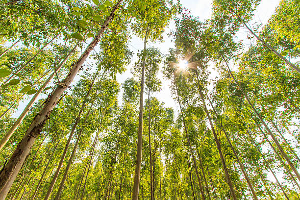 floresta de eucalipto com luz do sol da ásia na tailândia - tree area beautiful vanishing point tree trunk - fotografias e filmes do acervo