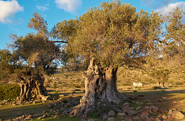 古代のオリーブの木 - olive tree tree root old ストックフォトと画像